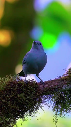 beautiful blue bird #birds #birdsounds