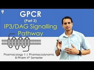 G-Protein Coupled Receptor (Part 3): IP3 DAG Signaling Pathways | Signal Transduction Pathway