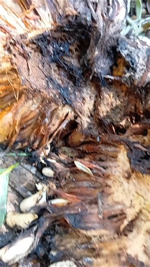 sweet jack fruit Last step of life cycle 🪬#shorts #viral