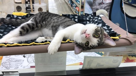 35 reactions · 5 comments | Pepper is pooped! | Cats Are People, Too! Club, Inc. | Facebook