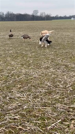A True Blue (Goose) Christmas 🎄🎁 #snowgoosehunting #waterfowl #hunting #duckseason @divebombsquad
