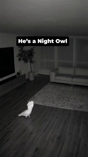 Don't let your parrot watch horror movies 😂🦜