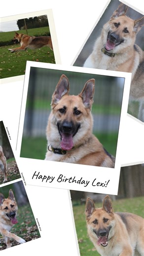 Happy 3rd Birthday, Lexi. We’ve loved celebrating your special day here at A&T Trained Dogs. Here’s to many more happy years ahead. 🎂🐾 #attraineddogs #dogbirthday #dogsofinstagram #doglovers #birthdaypup #dogtraining | A&T Trained Dogs