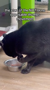 6.1K views · 318 reactions | It’s part of the Cats plot to take over the world!! #thecatterycc #cathumor #cathistory #catterydad #cats | The Cattery Cat Shelter | Facebook