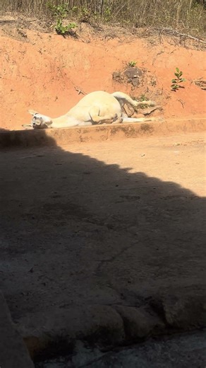 Caballo blanco da una vuelta de alegre