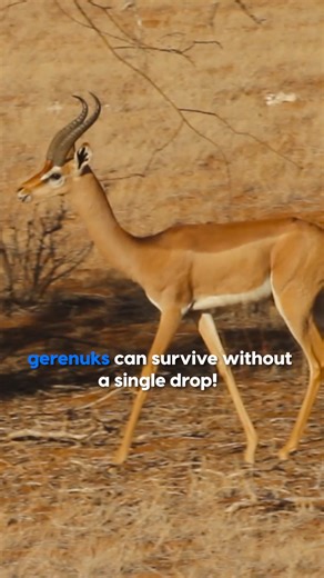 11K views · 363 reactions | Meet the gerenuk, aka the “giraffe...