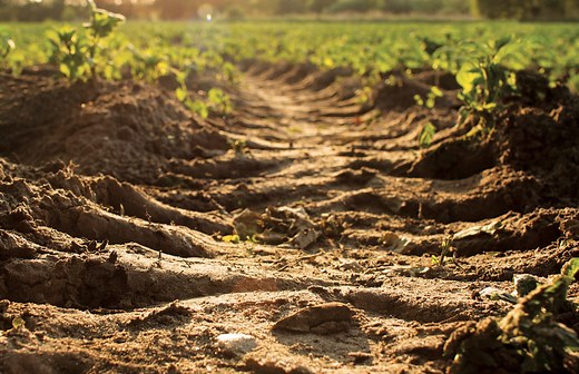 Soil - San Joaquin - California State Capitol Museum