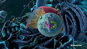 Chaperone Proteins | Definition & Functions