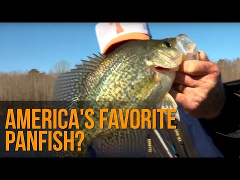 America's Favorite Panfish?