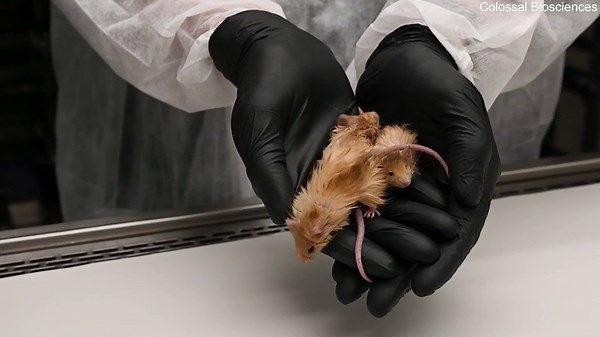 Scientists reveal the worlds first 'wooly mouse' engineered to grow fluffy fur
