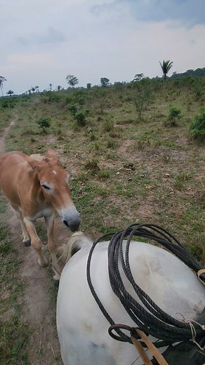 Xingu Rústico: Vídeo de Amanda Ataíde e Fernanda Ataíde na Boiadeira do Paraíso