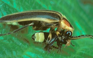 【转载】Photuris属萤火虫雌虫诱捕别种萤火虫