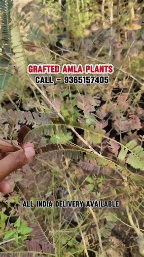 Grafted Amla Plants #shorts #farming #agriculture #amla #amlaplant #ytshort