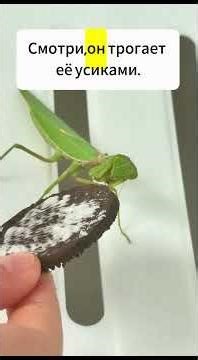 Real Life Russian | Praying mantis