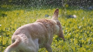 Adorable white Beagle-Labrador mix dog shakes off water, after being washed, at sunset. SLOW MOTION, SHALLOW DOF, BMPCC 4K