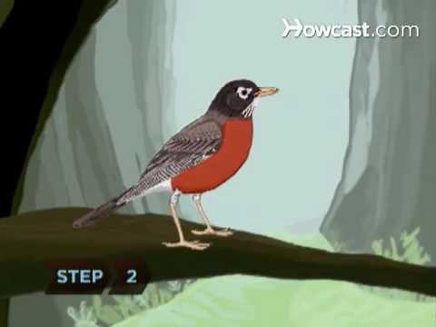 How to Identify Birds: American Robin