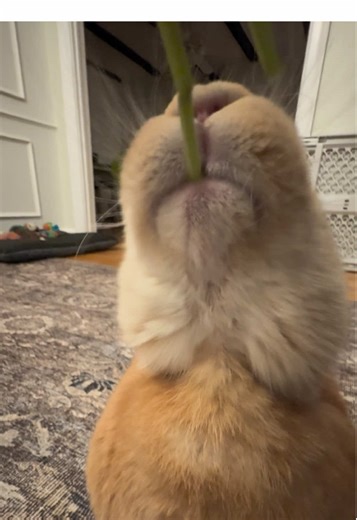 Organic carrots & stems 🥕 for Nella Beans treat tonight! She’s addicted to food! She’s pooped after making this video, so now she’s fast asleep…. I’m about to join her. Goodnight 🌙 #petbunny #petsoftiktok #smartanimals #bunny #beautifulanimals