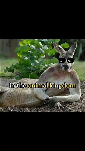 How Powerful a Kangaroo's kick ?