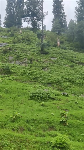 zeeshan bhatti🥷⚔️🗡️ (@zeeshan335gmail.com)’s videos with Wo dekho zara parbato pe - S K R 🇵🇰