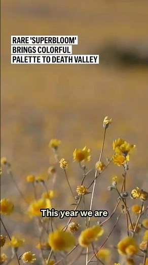 Rare 'superbloom' brings colorful palette to Death Valley