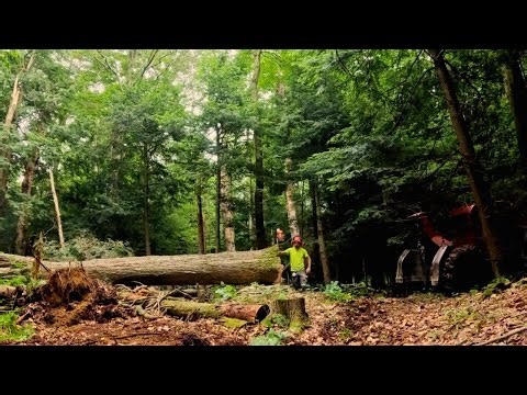 Felling massive hardwood!