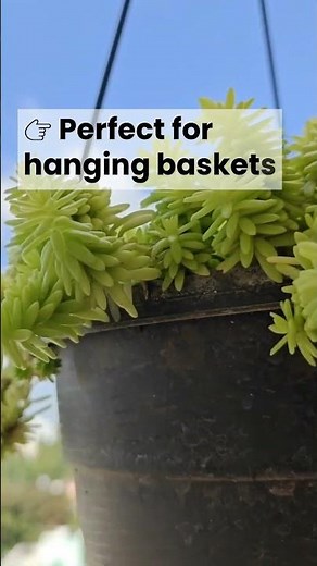 👉 These Sedums Grow FAST and Need Almost Nothing 😱🌿