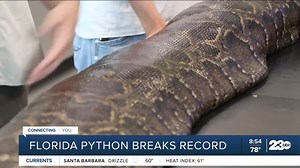 215 pound python breaks record in Florida! https://www.turnto23.com/news/23abc-morning-show/largest-python-found-in-florida | 23ABC Bakersfield