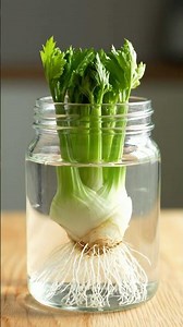 Regrowing Celery from Scraps Time Lapse – 35 Days