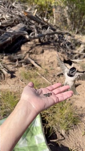 Chickadee-ey, the world’s cutest chickadee❤️ #chickadee #wildlifeshorts