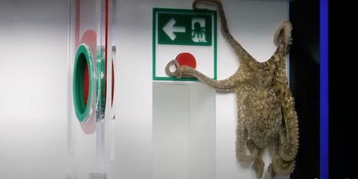 Watch pet octopus complete complex obstacle course, earning her return to home in the wild