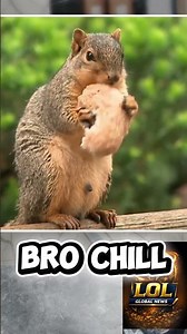 This Angry Squirrel Thinks He Owns California 😂🐿️