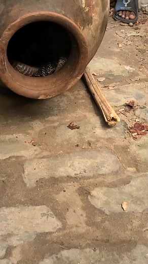 369K views · 1.9K reactions | মাটির ঘটিতে দুটি সাপ 藍藍藍藍 | Rohol Amin | Facebook