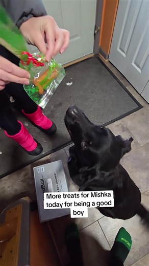 Mishka enjoying his treats #mishka #dog