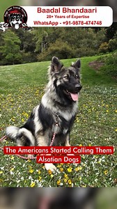 241K views · 4.4K reactions |  The Evolution of the German Shepherd...