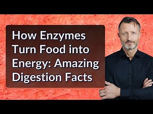 How Enzymes Turn Food into Energy: Amazing Digestion Facts