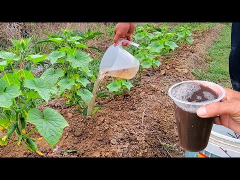 The Secret of This Fertilizer Makes Plants Grow Very Thickly and Produce Lots of Fruit