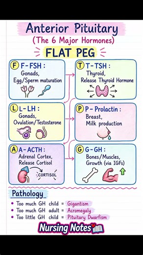 Endocrine System and its secretion #nursingnotes