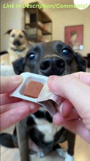 NexGard for Dogs 🐶🛡️ The #1 Flea & Tick Chew Dogs LOVE!