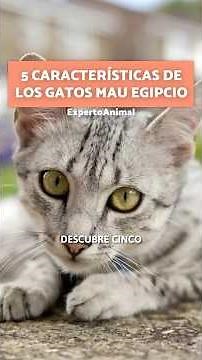 5 CARACTERÍSTICAS de los Gatos MAU EGIPCIO 🌴