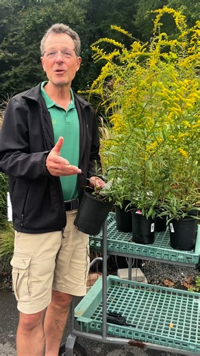The truth about goldenrod. #merrifieldgardencenter #garden #gardening #plantsofinstagran #gardensofinstagram #goldenrod #solidago | Merrifield Garden Center