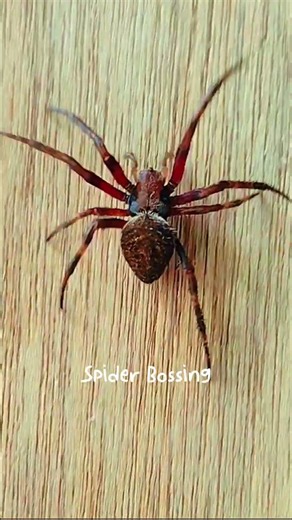 10x winner #batang90s #spider #gagamba