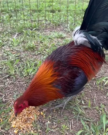 @jimenez_micheal_gamefowl on Instagram: "Pure McLean cock #gamefarm #gamefowl #gallos #gallosfinos #sabonggamefowlnation"