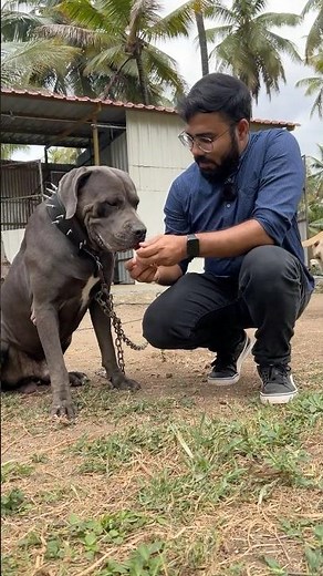 🔥 Majestic Mastiff Dog Breed Kennel 🐾 Puppies for Sale