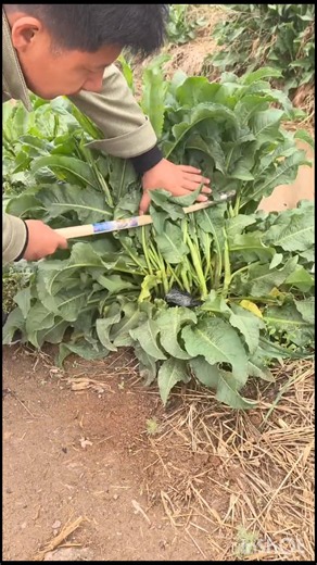Harvesting Fresh Vegetables the Traditional Way 🌱🥬 | Rural Farm Life