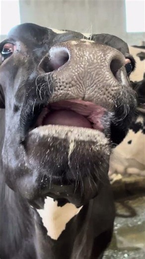 The Inside of a Cows Mouth 😳 #farming #dairyfarming #cow