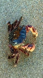 8K views · 223 reactions | We had a sweet little lined shore crab cruising around the tidepools. On a side note, when you observe a crab on the beach that has bubbling around its mouth they are trying to keep their gills moist to help in extracting oxygen from the air. Prolonged or excessive bubbling can be a sign of distress. | Haystack Rock Awareness Program | Facebook