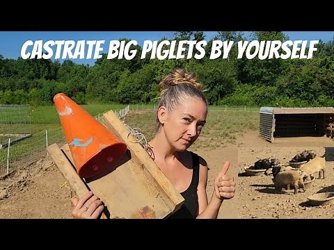 Piglet Castration Made Easy with My Homemade Contraption!