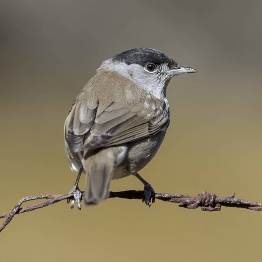 All about the Blackcap - GardenBird