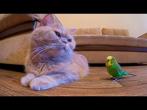Cat and bird are inseparable best friends😍