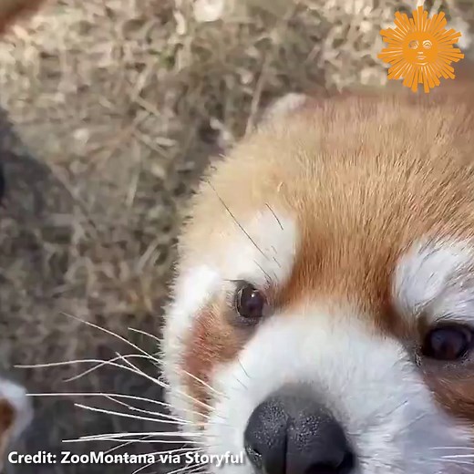 28K views · 887 reactions | Red pandas, Pabu and Mei Mei, were settling into their new home in Montana on March 16 after safely arriving from the Oregon Zoo. Zookeepers say males are territorial and Pabu’s getting too old to stay with his dad now, but he’s still too young to venture off without mom. | CBS Sunday Morning | Facebook